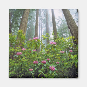 USA, California, Redwood NP. Rhododendron Magnet
