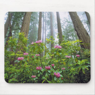 USA, California, Redwood NP. Rhododendron Mouse Pad