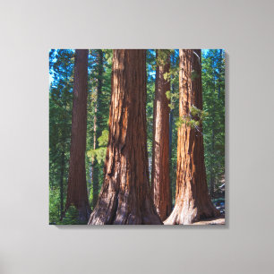USA, California. Redwood Tree Trunks, Mariposa Canvas Print