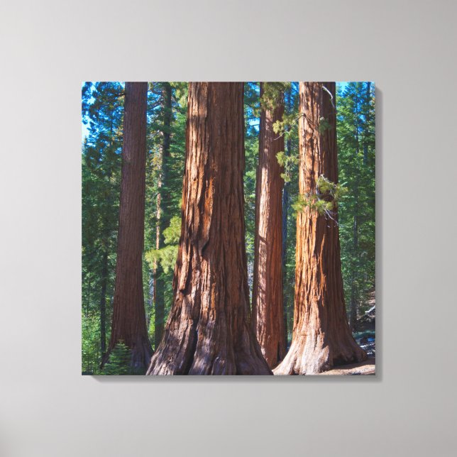 USA, California. Redwood Tree Trunks, Mariposa Canvas Print (Front)