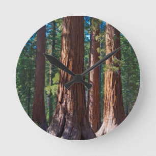 USA, California. Redwood Tree Trunks, Mariposa Round Clock