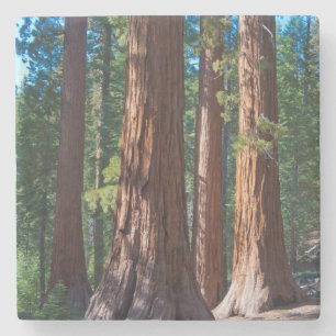 USA, California. Redwood Tree Trunks, Mariposa Stone Coaster