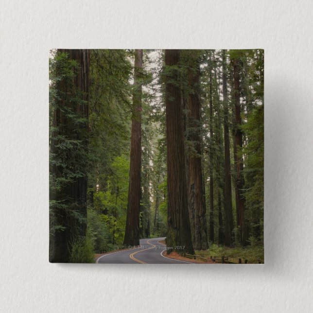 USA, California, road through Redwood forest 2 2 Inch Square Button (Front)