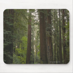 USA, California, road through Redwood forest 2 Mouse Pad