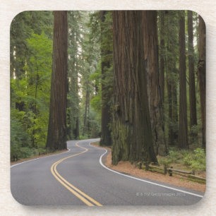USA, California, road through Redwood forest Coaster
