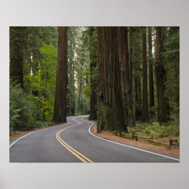 USA, California, road through Redwood forest Poster (Front)