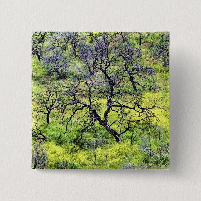 USA, California, San Diego. A burnt oak forest 2 Inch Square Button (Front)