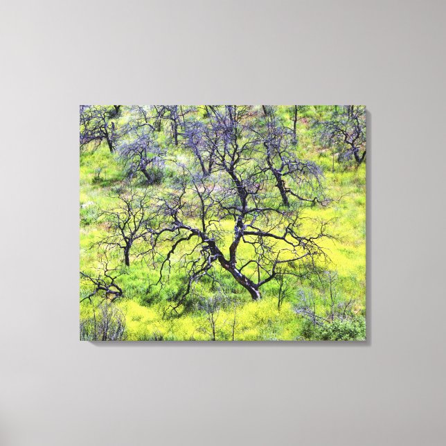 USA, California, San Diego. A burnt oak forest Canvas Print (Front)