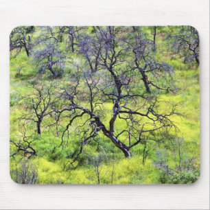 USA, California, San Diego. A burnt oak forest Mouse Pad