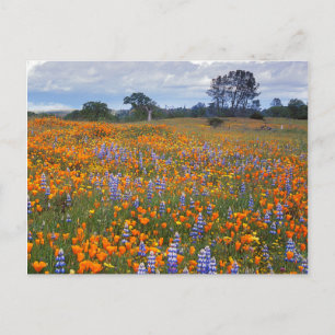 USA, California, Santa Margarita, Avenales Postcard
