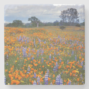 USA, California, Santa Margarita, Avenales Stone Coaster
