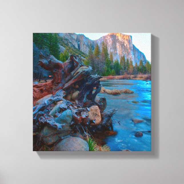 USA, California. Tree Roots In Merced River Canvas Print (Front)