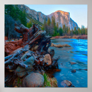 USA, California. Tree Roots In Merced River Poster