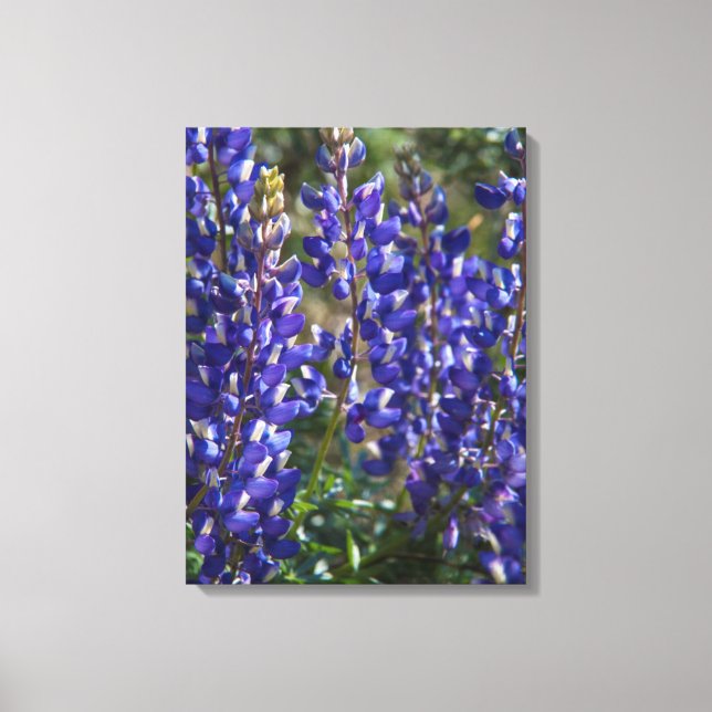 USA, California. Wildflower Bloom Close Up Canvas Print (Front)