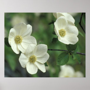 USA, California, Yosemite NP, along Merced Poster