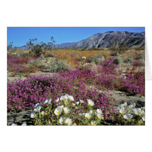 USA, Californie, Anza-Borrego DSP. Soirée de dunes