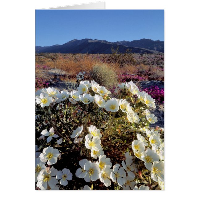USA, Californie, Anza-Borrego DSP. Soirée de dunes (Devant)