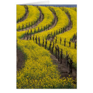 USA, Californie, Napa Valley, Los Carneros Ava.