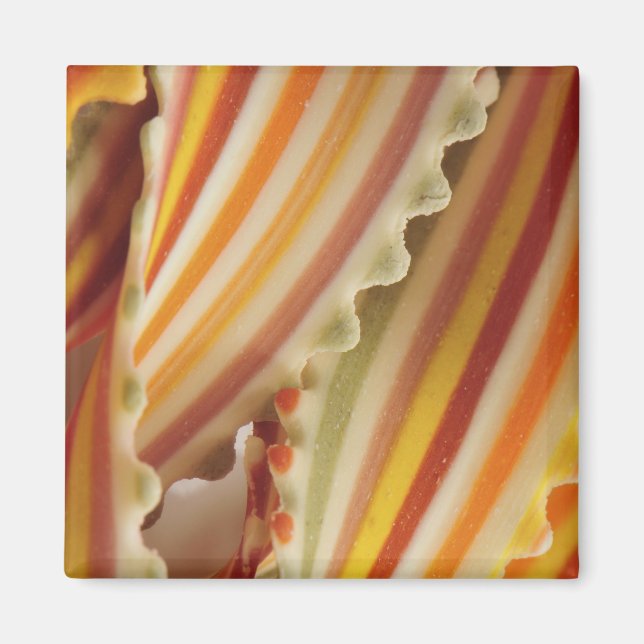 USA. Close-up of dried rainbow pasta noodles. Magnet (Front)