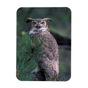 USA, CO, Colorado Springs. Great Horned Owl Magnet