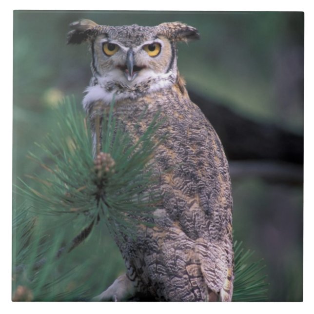 USA, CO, Colorado Springs. Great Horned Owl Tile (Front)