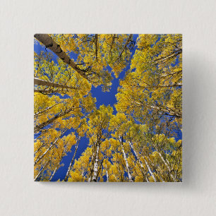USA, Colorado, Aspen area. Aspen forest in fall 2 Inch Square Button
