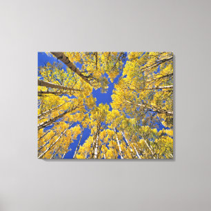 USA, Colorado, Aspen area. Aspen forest in fall Canvas Print