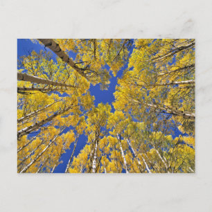 USA, Colorado, Aspen area. Aspen forest in fall Postcard