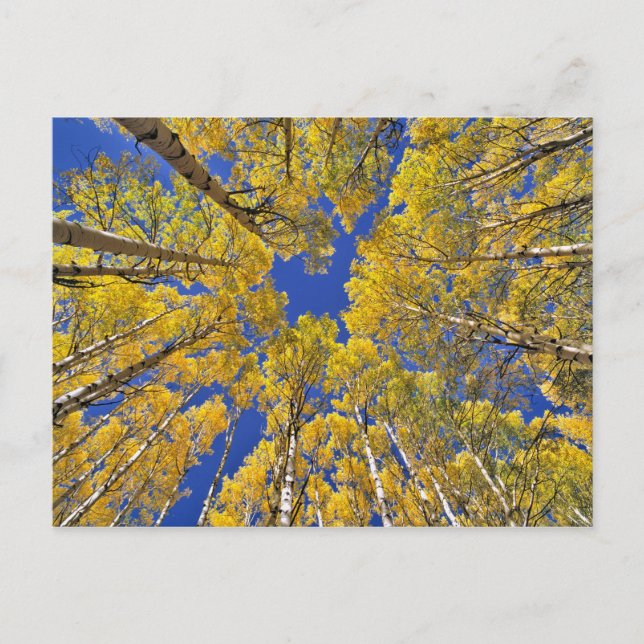 USA, Colorado, Aspen area. Aspen forest in fall Postcard (Front)