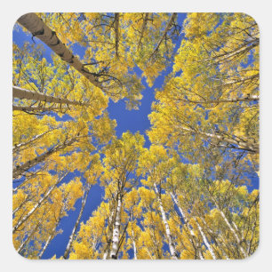 USA, Colorado, Aspen area. Aspen forest in fall Square Sticker