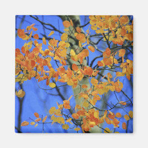 USA, Colorado. Aspen leaves that have taken Magnet