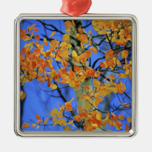 USA, Colorado. Aspen leaves that have taken Metal Ornament