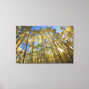 USA, Colorado, Autumn Aspens Along the Last Canvas Print