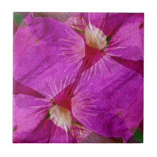USA, Colorado, Boulder. Clematis flower montage Tile