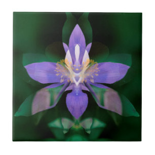 USA, Colorado, Boulder County Tile