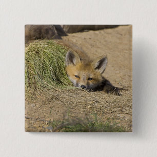USA, Colorado, Breckenridge. Alert red fox 2 Inch Square Button
