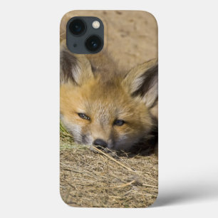 USA, Colorado, Breckenridge. Alert red fox iPhone 13 Case