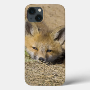 USA, Colorado, Breckenridge. Alert red fox iPhone 13 Case