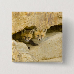USA, Colorado, Breckenridge. Curious red fox 2 Inch Square Button