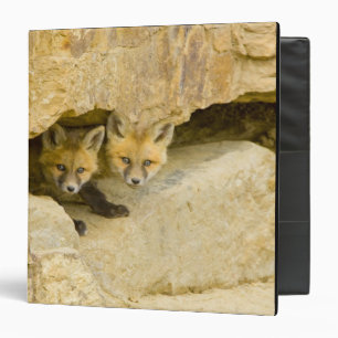 USA, Colorado, Breckenridge. Curious red fox Binder