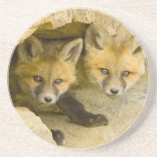 USA, Colorado, Breckenridge. Curious red fox Coaster