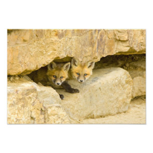 USA, Colorado, Breckenridge. Curious red fox Photo Print