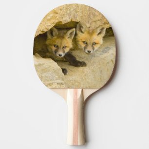 USA, Colorado, Breckenridge. Curious red fox Ping Pong Paddle