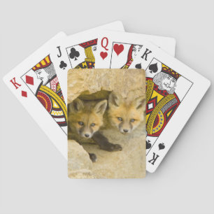 USA, Colorado, Breckenridge. Curious red fox Playing Cards