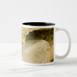 USA, Colorado, Breckenridge. Curious red fox Two-Tone Coffee Mug