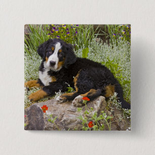 USA, Colorado, Breckenridge. Female Bernese 2 Inch Square Button