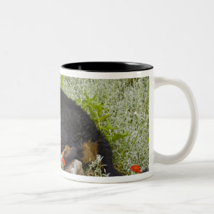 USA, Colorado, Breckenridge. Female Bernese Two-Tone Coffee Mug