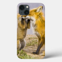 USA, Colorado, Breckenridge. Red fox mother 2