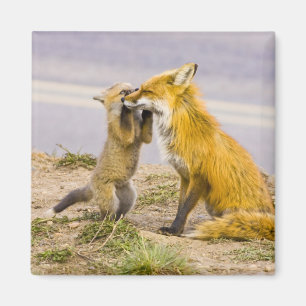 USA, Colorado, Breckenridge. Red fox mother 2 Magnet