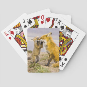 USA, Colorado, Breckenridge. Red fox mother 2 Playing Cards